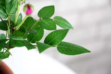 月季花瓣有什么用处，月季花是什么颜色的花瓣？