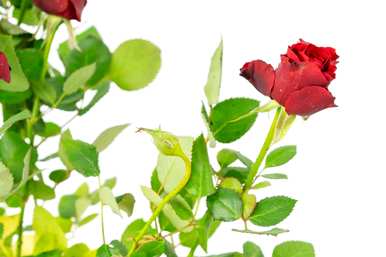 月季花瓣有什么用处，月季花是什么颜色的花瓣？