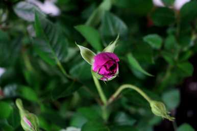 月季花瓣有什么用处，月季花是什么颜色的花瓣？