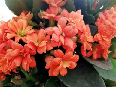日内瓦长寿花有毒吗？家里养长寿花有毒吗？
