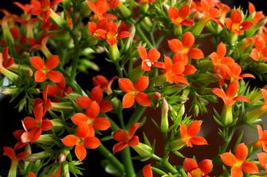 日内瓦长寿花有毒吗？家里养长寿花有毒吗？