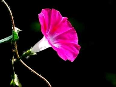 秋花有哪些特点，秋花有哪些特点？