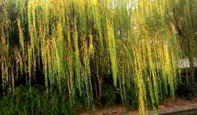 春天柳树在哪个季节开花，柳树在哪个季节开花