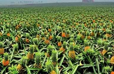菠萝种植方法和条件如何，菠萝种植条件气候要求
