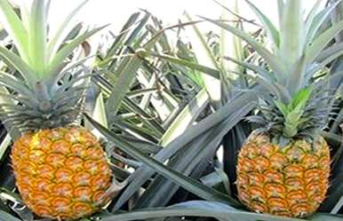 菠萝种植方法和条件如何，菠萝种植条件气候要求