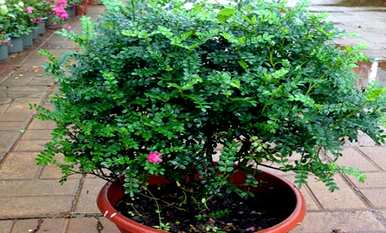 清香木驱蚊草真的能驱蚊吗？清香木和驱蚊草有什么区别？