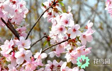 樱花的花语是什么意思，樱花的花语是什么意思？