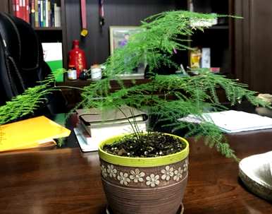 文竹浇茶叶黄，文竹叶黄怎么办？