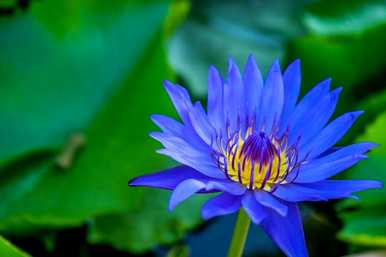 蓝莲花代表什么意思，蓝莲花代表什么生肖
