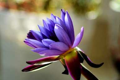 蓝莲花代表什么意思，蓝莲花代表什么生肖