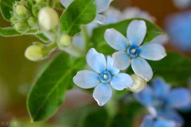 蓝星花和9朵白玫瑰花语，蓝星花语和寓意