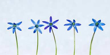 蓝星花和9朵白玫瑰花语，蓝星花语和寓意