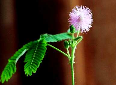含羞草开花结果意味着什么？含羞草开花结果意味着什么？