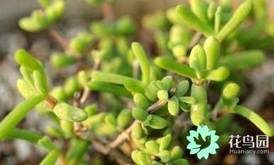 被子植物有几个主要器官，生殖器官和营养器官