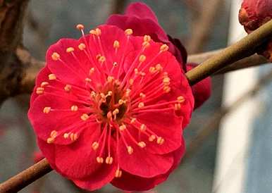 什么是花中君子的别称，花中君子的别称是什么？