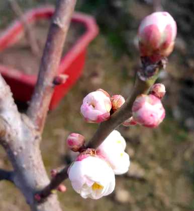 什么是花中君子的别称，花中君子的别称是什么？