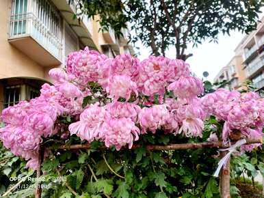 什么是花中君子的别称，花中君子的别称是什么？