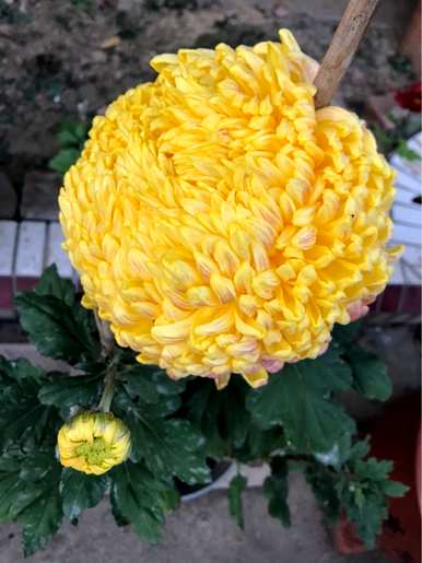 什么是花中君子的别称，花中君子的别称是什么？