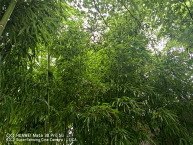 什么是花中君子的别称，花中君子的别称是什么？
