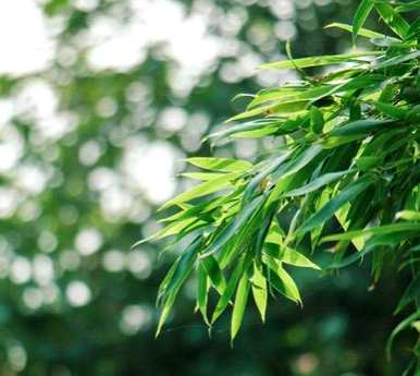 什么是花中君子的别称，花中君子的别称是什么？