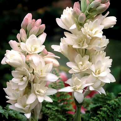 一年生植物的特点是什么？菊花是一年生植物吗？