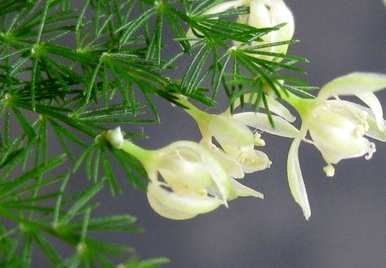 芦笋的花语意思，芦笋的花语意思