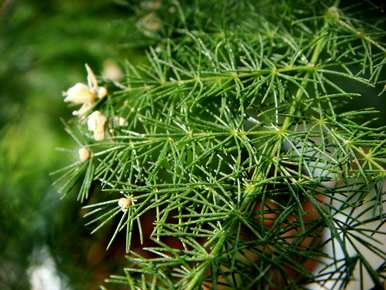 芦笋的花语意思，芦笋的花语意思
