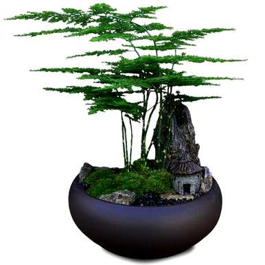 芦笋的花语意思，芦笋的花语意思