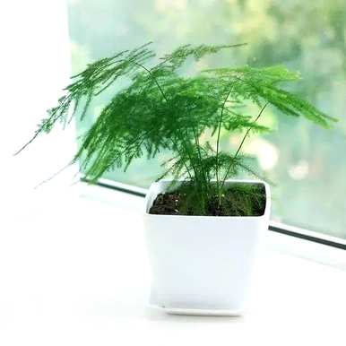 芦笋的花语意思，芦笋的花语意思