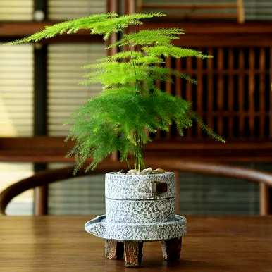 芦笋的花语意思，芦笋的花语意思
