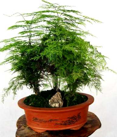 芦笋的花语意思，芦笋的花语意思