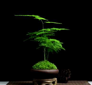 芦笋的花语意思，芦笋的花语意思