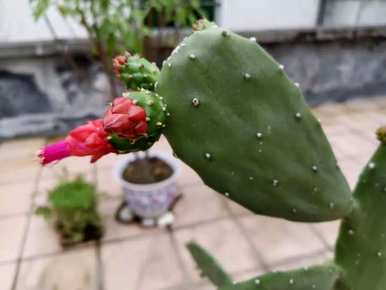 仙人掌会在南方开花多久？