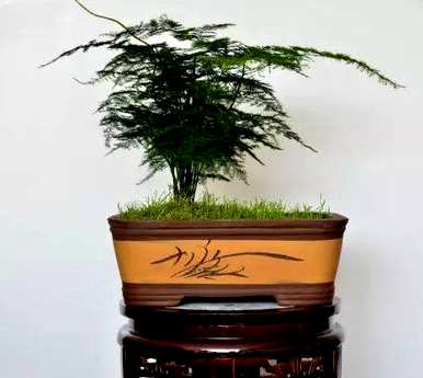 最便宜的文竹盆景小白虫
