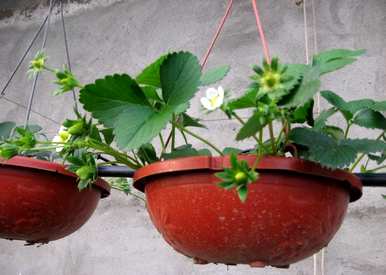草莓花的颜色是什么，草莓花的颜色是什么？