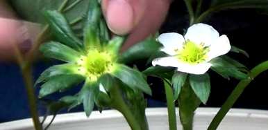 草莓花的颜色是什么，草莓花的颜色是什么？