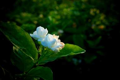 茉莉花开放的姿势，茉莉花开放的时间