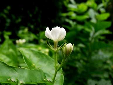 茉莉花开放的姿势，茉莉花开放的时间