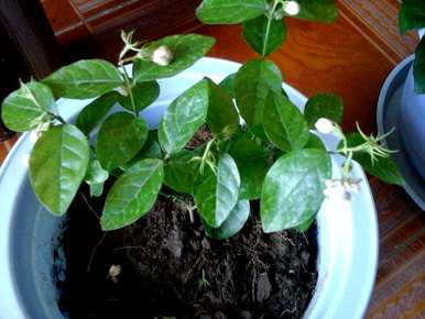 茉莉花开放的姿势，茉莉花开放的时间