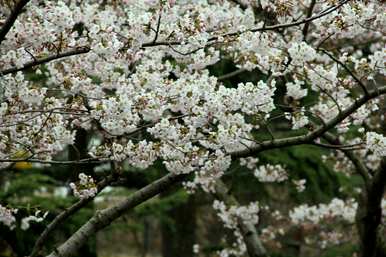 春花有哪些颜色，春花有哪些？