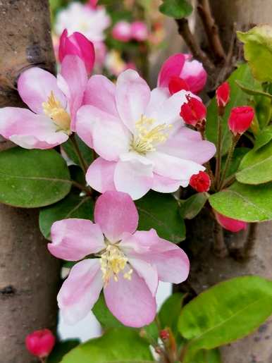 春花有哪些颜色，春花有哪些？