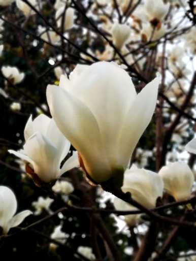 春花有哪些颜色，春花有哪些？