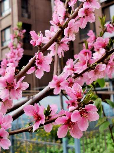 春花有哪些颜色，春花有哪些？