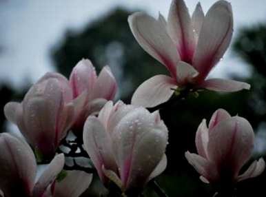 木兰花语是什么意思？木兰花语是什么意思？