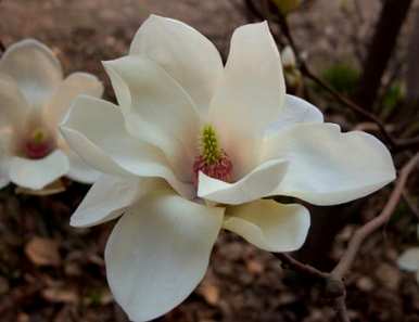木兰花语是什么意思？木兰花语是什么意思？