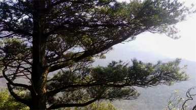 什么植物叫活化石？活化石植物是什么意思？