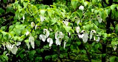什么植物叫活化石？活化石植物是什么意思？