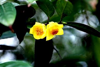 什么植物叫活化石？活化石植物是什么意思？