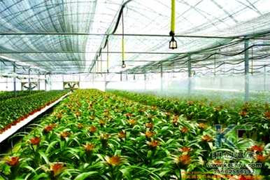 无土栽培的植物有哪些介绍？块茎植物能无土栽培吗？