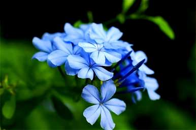 蓝雪花语有温柔吗？蓝雪花的花语和寓意？